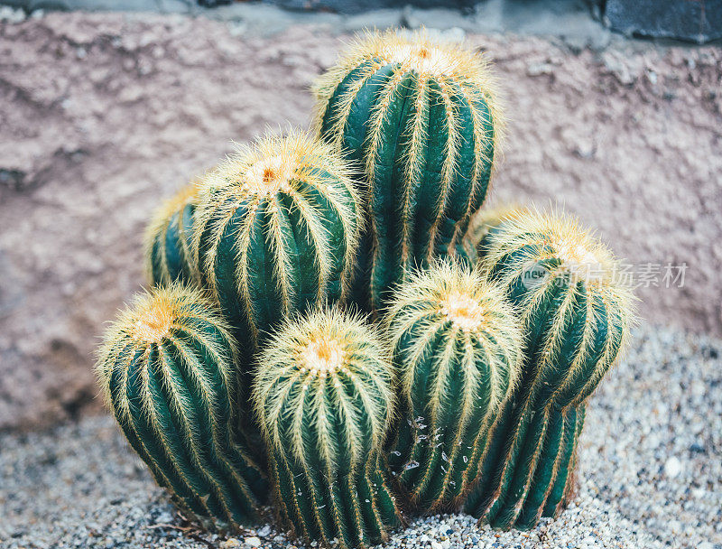 仙人掌的植物