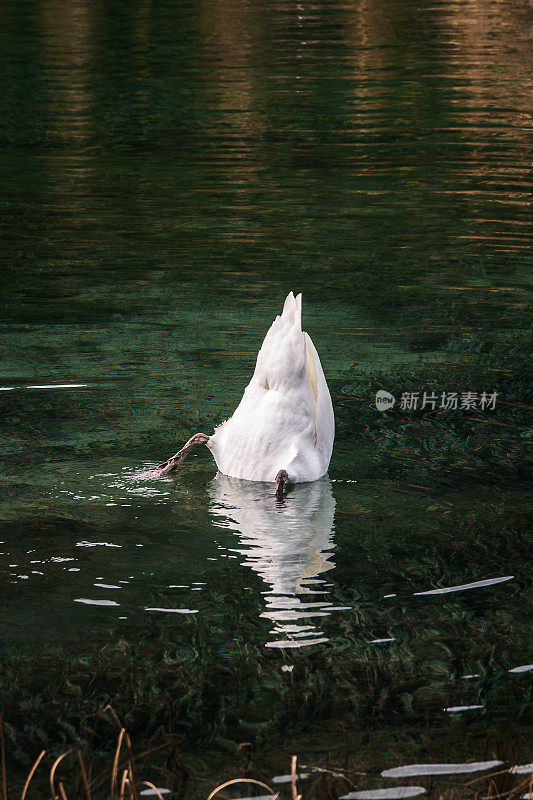 湖中钓天鹅