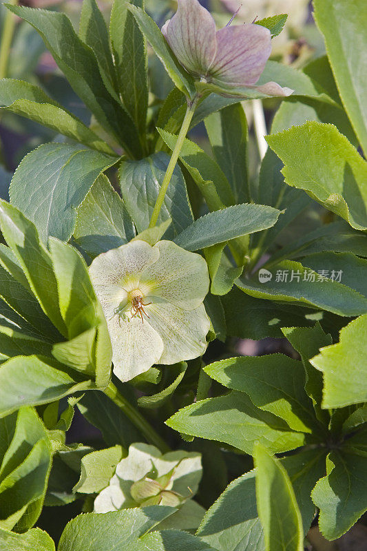 有毒藜芦