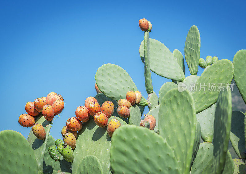 天空下的印度无花果