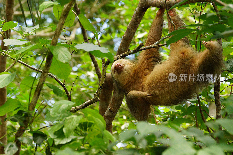 霍夫曼的五趾树懒