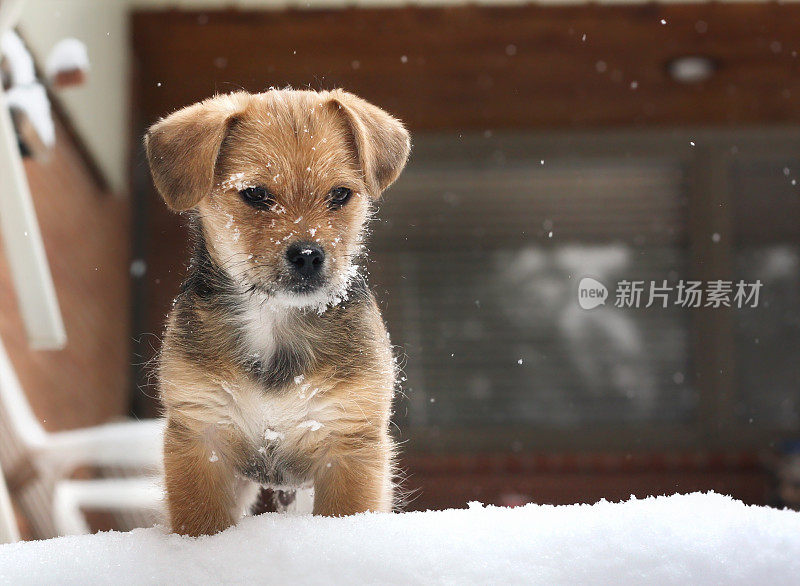 雪中的小狗