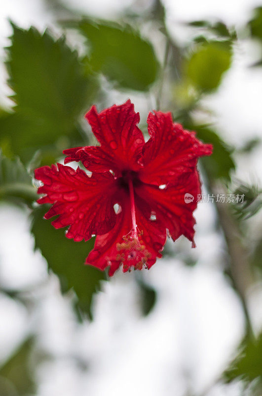 红色的芙蓉