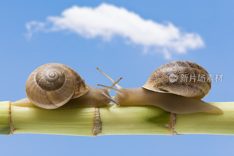 两只蜗牛互相对抗