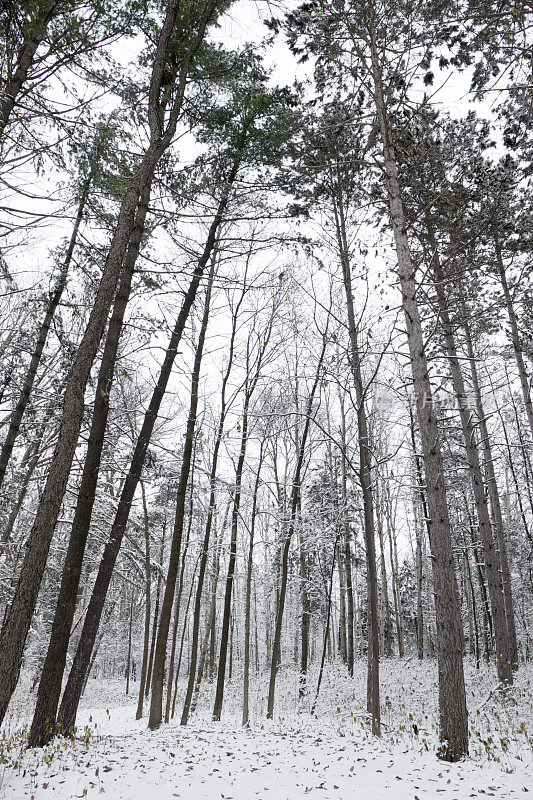 冬天第一场雪下的森林