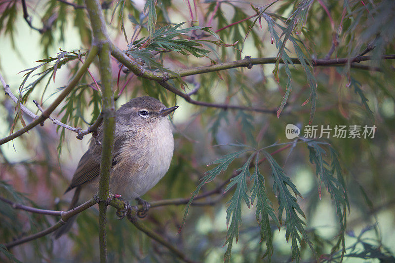 鸟栖息在树上的特写镜头