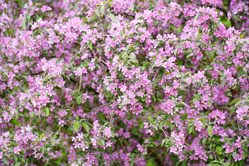 苹果花