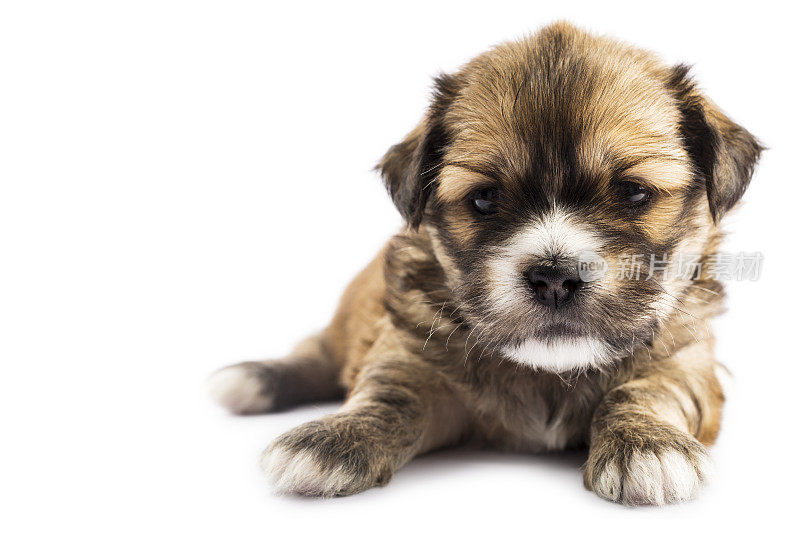 新生幼犬孤立在白色背景上