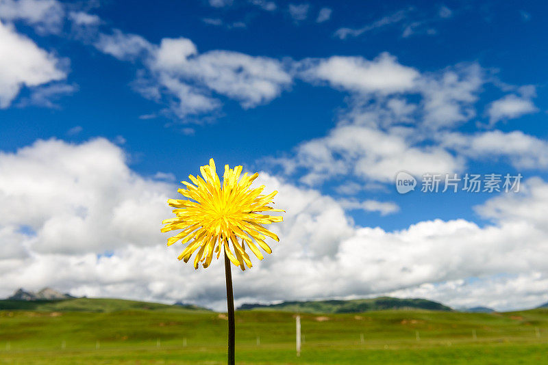 野花蒲公英盛开在春天与天空的背景微景