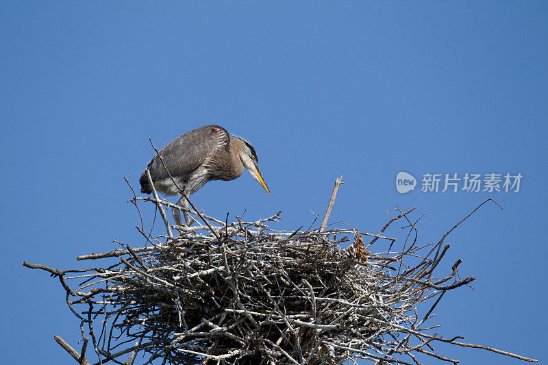 大蓝鹭