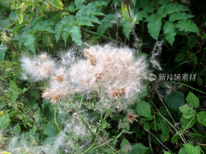 毛茸茸的蓟种子，花园杂草，蓟毛，多刺的叶子