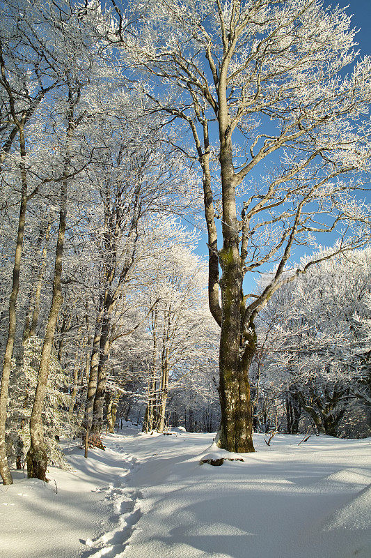 Schauinsland黑森林的冬天