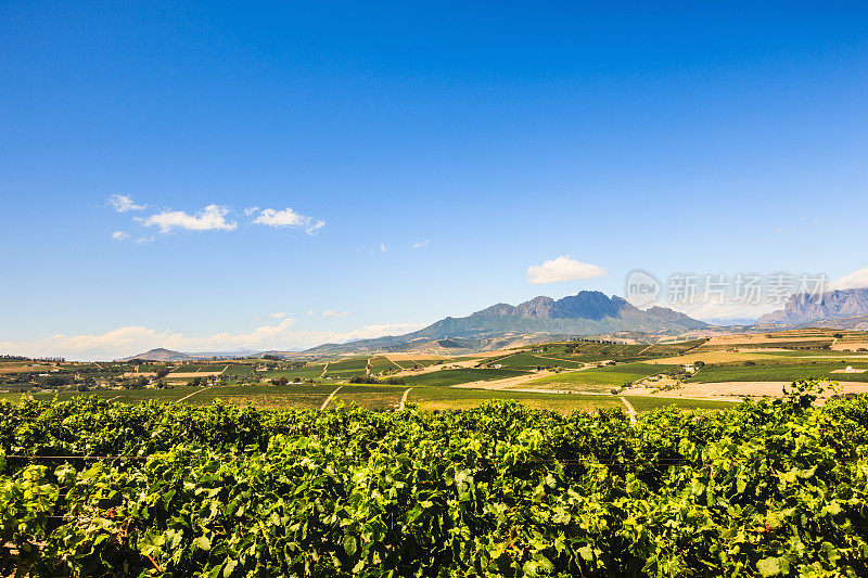 南非葡萄酒产区开普敦地区Stellenbosch