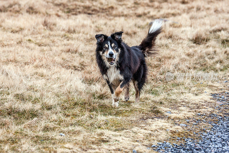 沼地草地上友善的边境牧羊犬