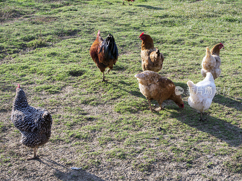 在有机农场自由放养的鸡和公鸡