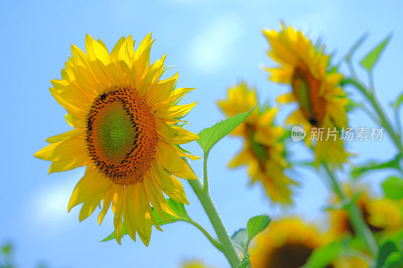 向日葵在天空