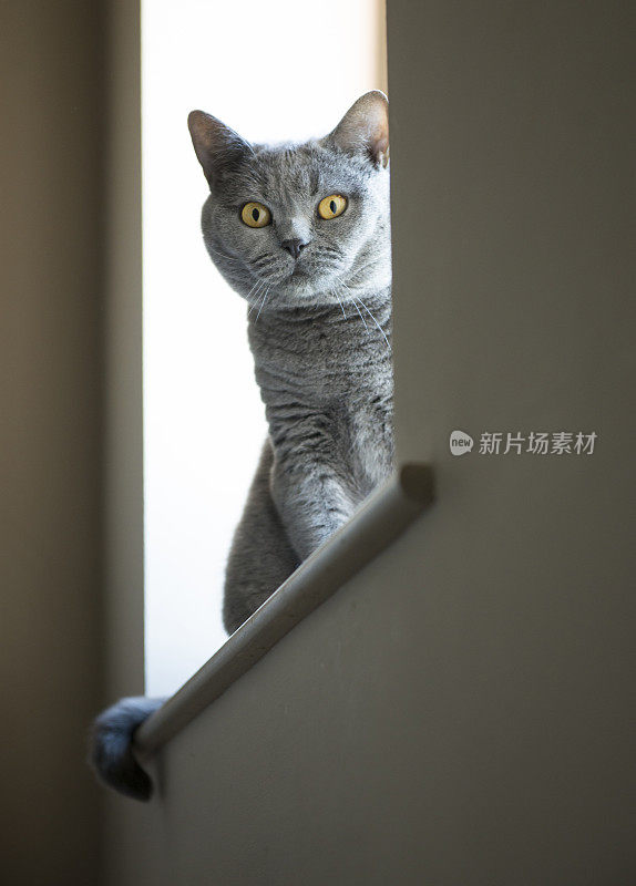 猫坐在窗边