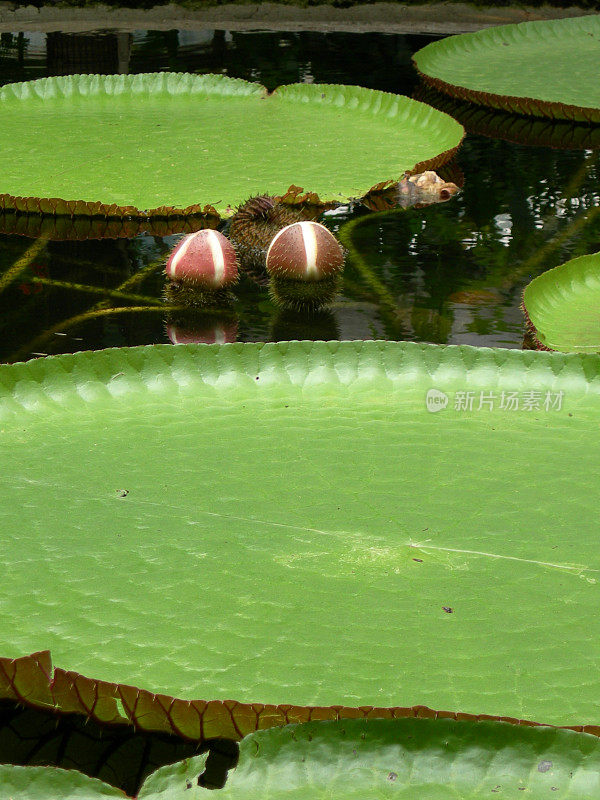 莲花池