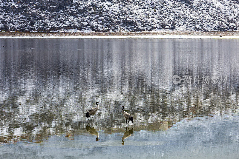 黑颈鹤