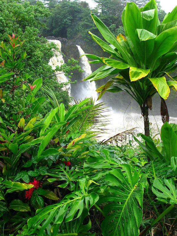 怀卢库河州立公园瀑布和夏威夷植物