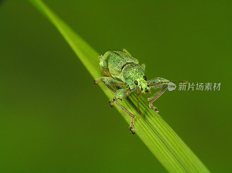 坐在绿叶上的昆虫(臭虫)