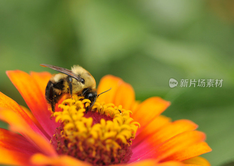 蜜蜂在Zinnia