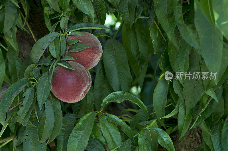 桃子成熟的特写