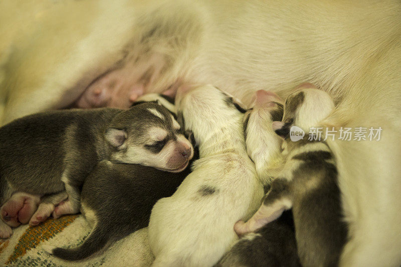 高视角的母狗哺乳它的幼犬