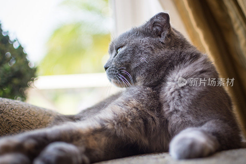 美丽的灰色苏格兰折猫在室内休息