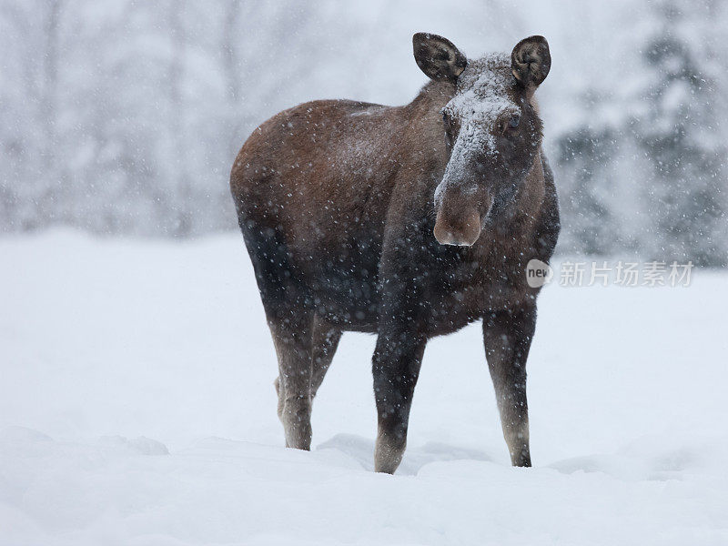 麋鹿在雪