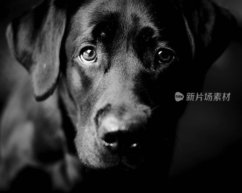 黑色拉布拉多猎犬