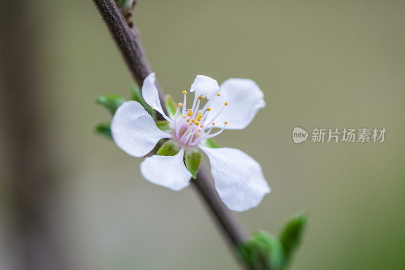 草地上的花