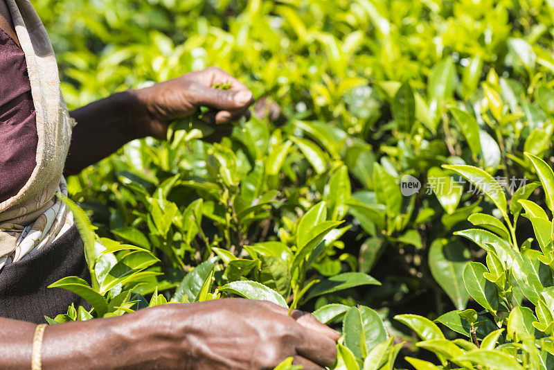 斯里兰卡的泰米尔茶