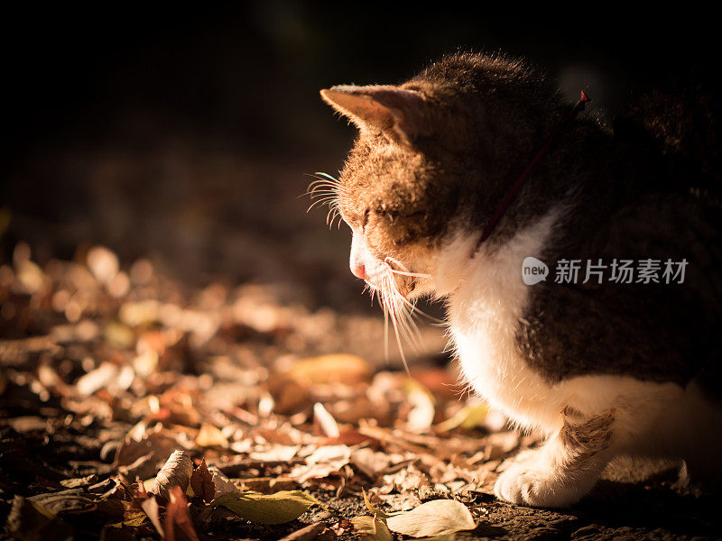 只流浪猫