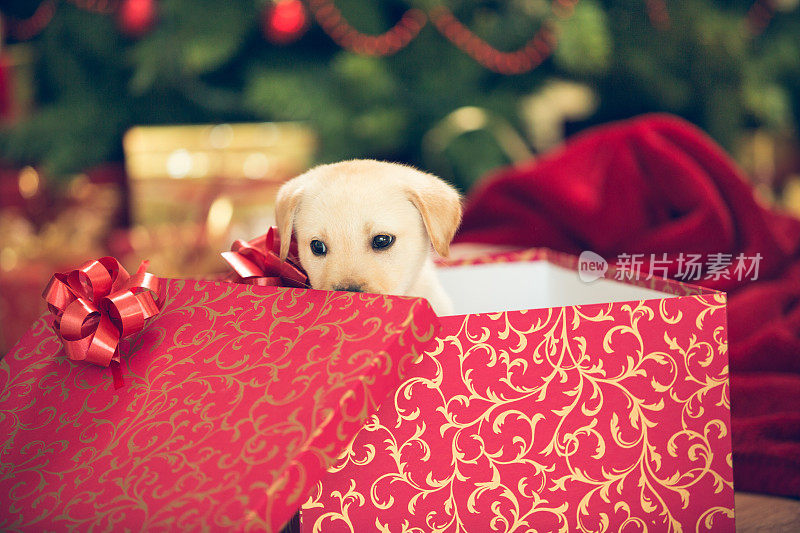 小狗在圣诞礼物