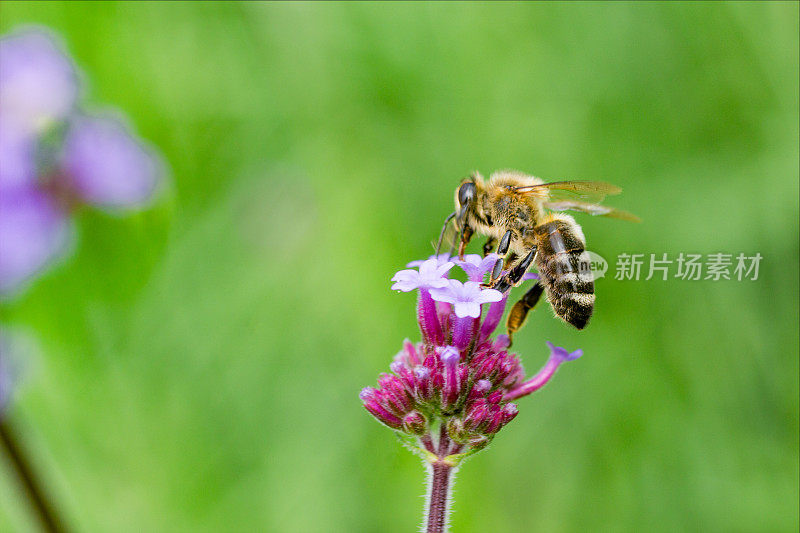 蜜蜂在马鞭草