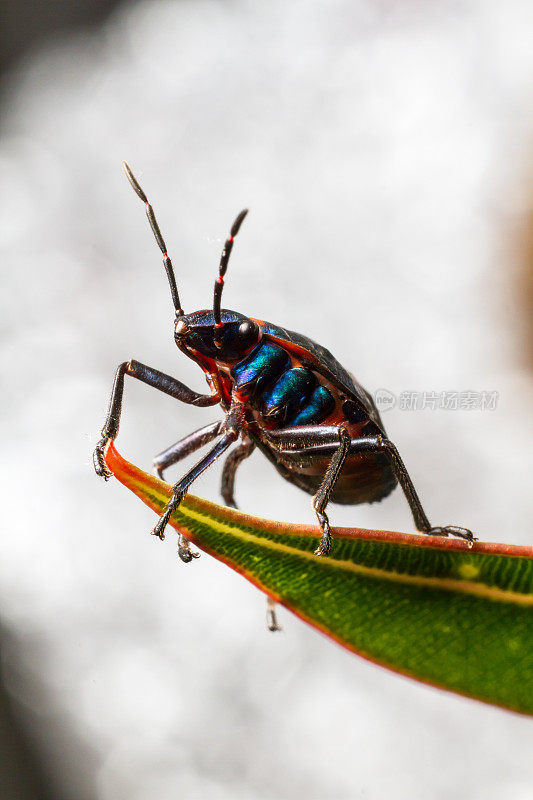 一只五彩缤纷的甲虫在一片绿叶上爬行