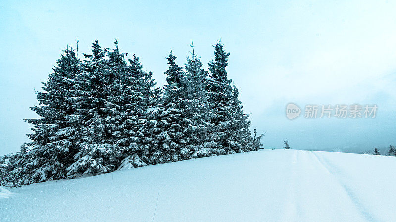 美丽的冬季景观和白雪覆盖的树木