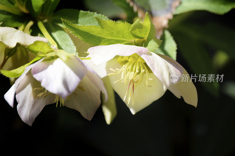 藜芦,浅景深