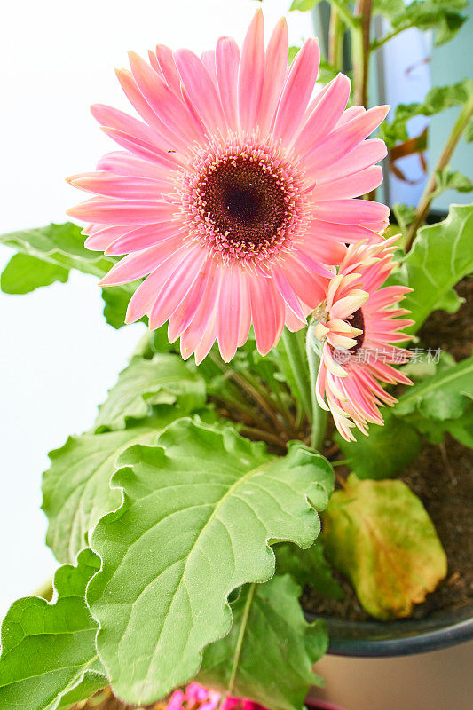 非洲菊粉花