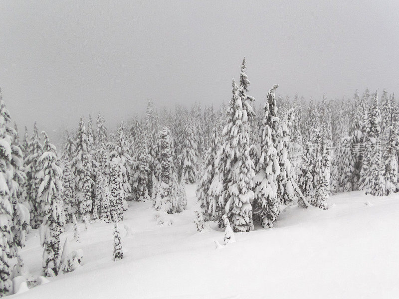 雪覆盖的树木在俄勒冈森林无色阴天