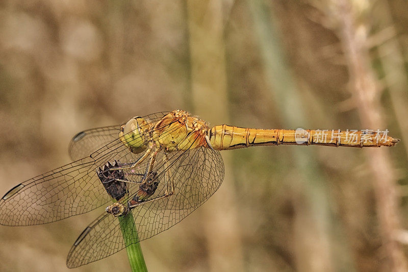 蜻蜓Anisoptère