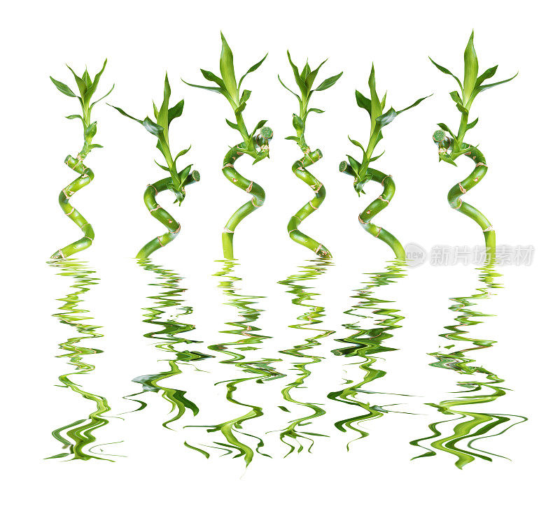 福竹在白底水中倒映