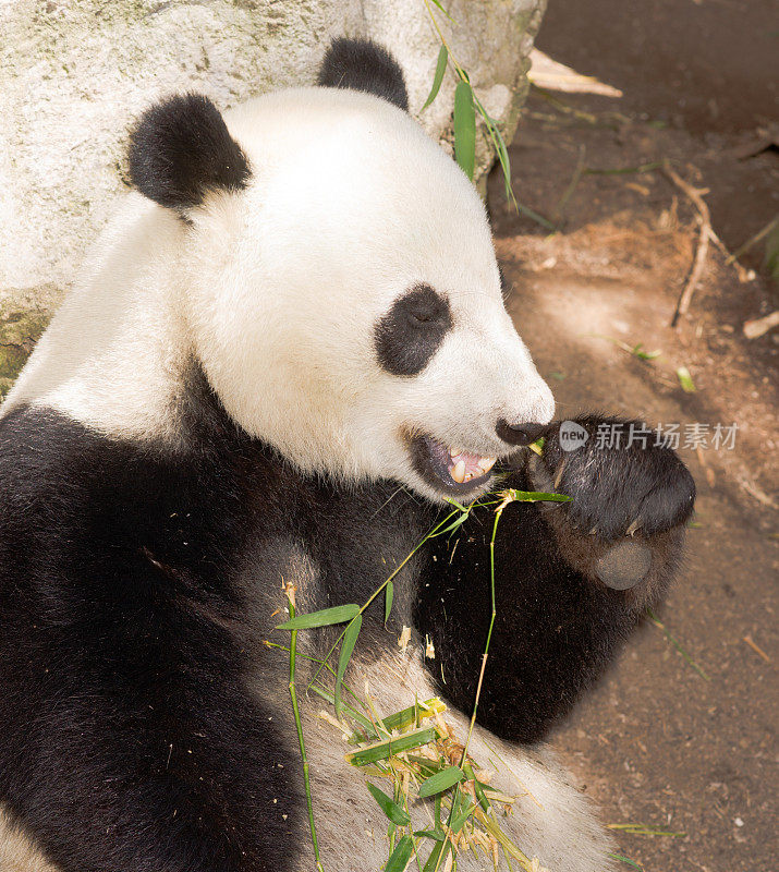 濒临灭绝的大熊猫正在吃竹子