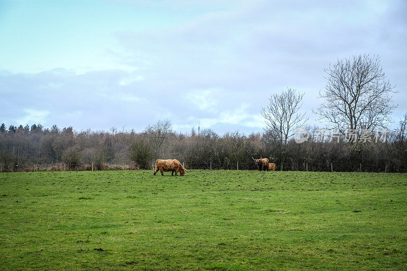 英格兰西约克郡哈德斯菲尔德，高地牛在开阔的草地上吃草