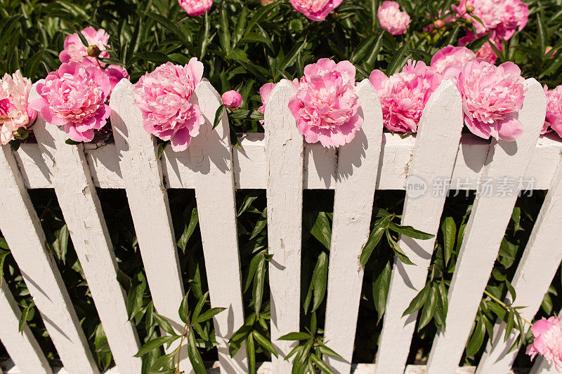白色尖桩篱笆上的粉色牡丹