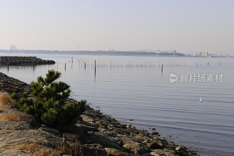 东京湾的浅海及白鹭