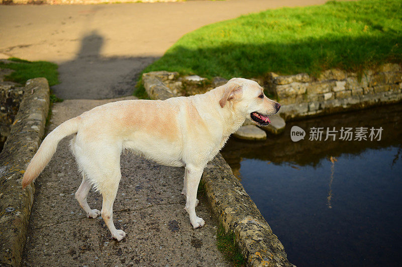 潮湿的拉布拉多寻回犬