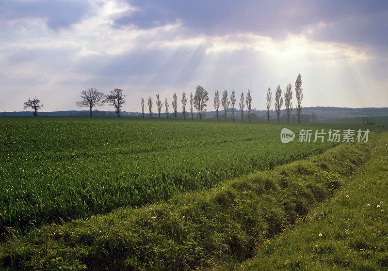 从小路上望去，穿过典型的英国乡村风景——绿树成荫的田园风光——在阳光明媚的日子里徒步行走风景郁郁葱葱