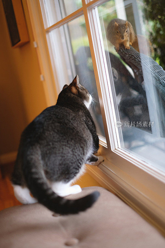 猫透过窗户看松鼠